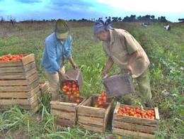 Lands Granted in Ciego de Avila Cuba Already Producing 